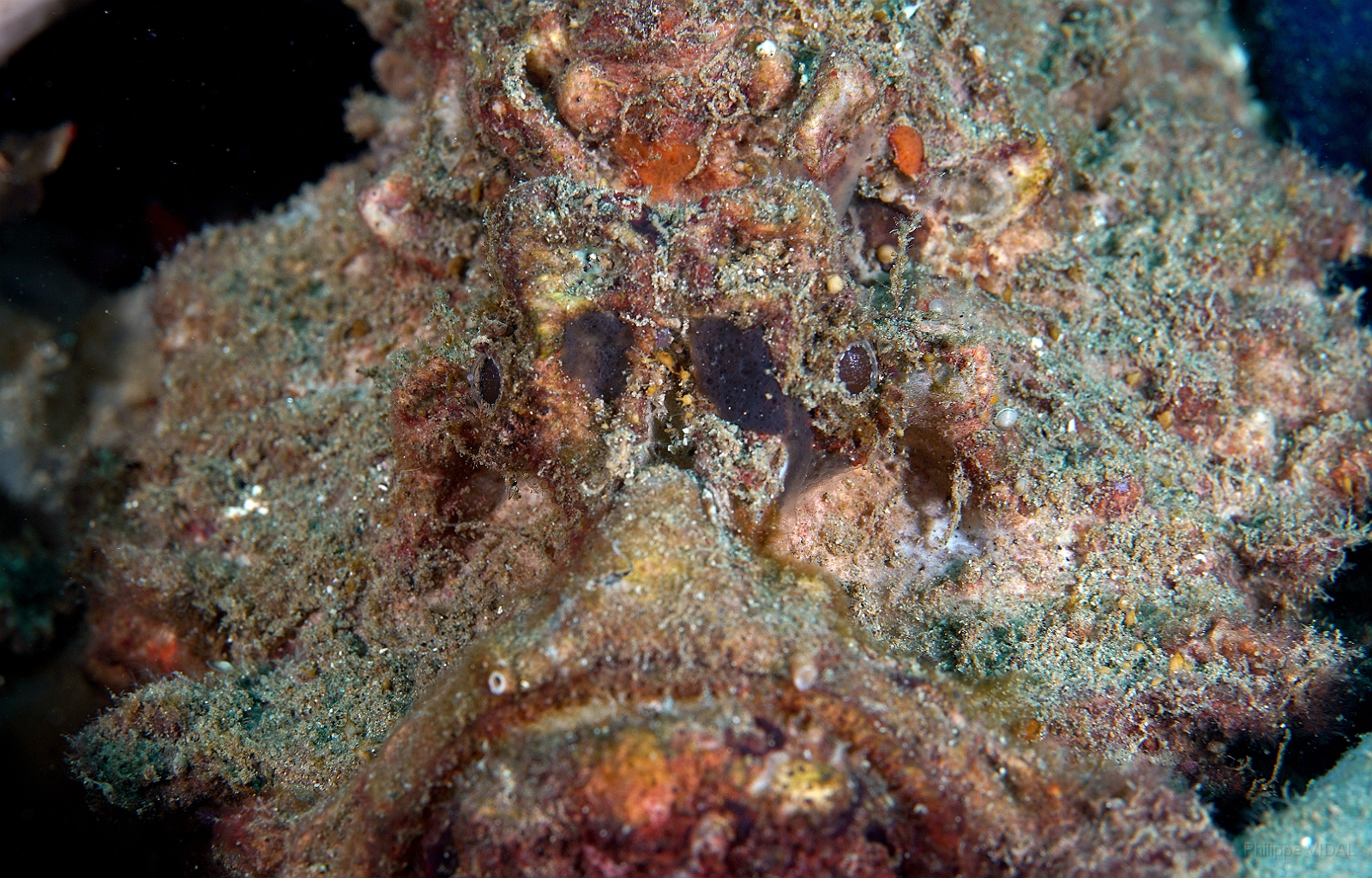 Banda Sea 2018 - DSC05469_rc - Estuarine stonefish - Poisson Pierre - Synanceia Horrida.jpg